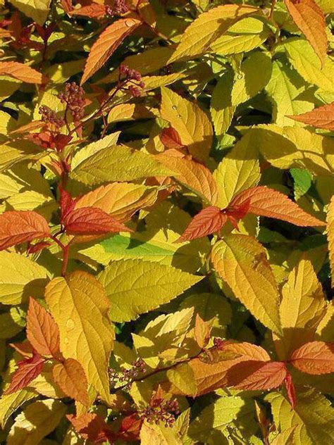 Спирея японская Голдфлейм (Goldflame)