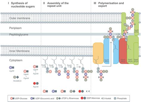 Detailed Description Of The Wzx Wzy Pathway As Present In Diutan