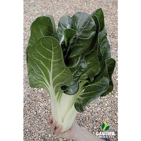 Poir E Blonde Carde Blanche Graines Baumaux