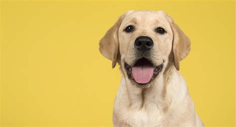labrador retriever dog breed guide