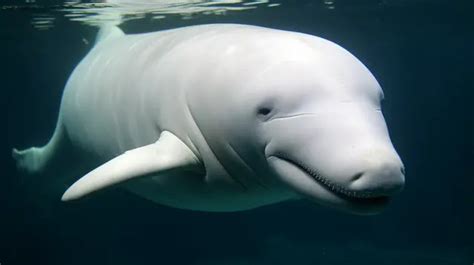 White Beluga In The Ocean Smiling Background, Picture Of A Beluga Whale ...