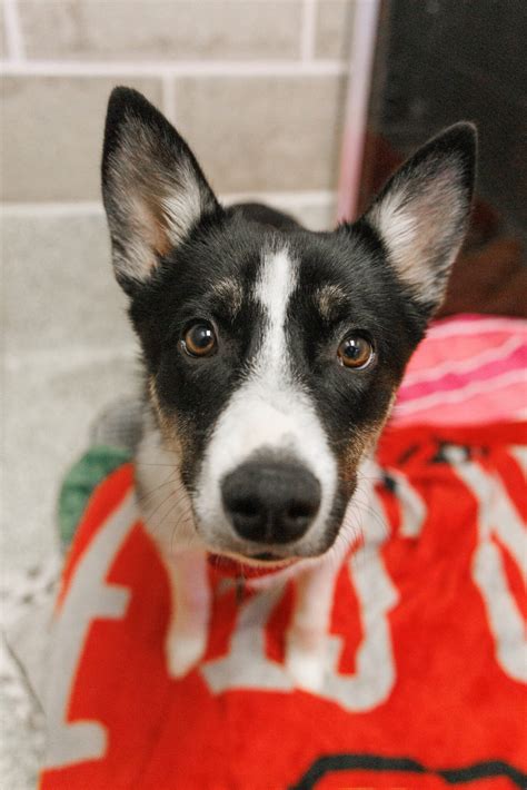 Is your dog tough to train? - HSHV