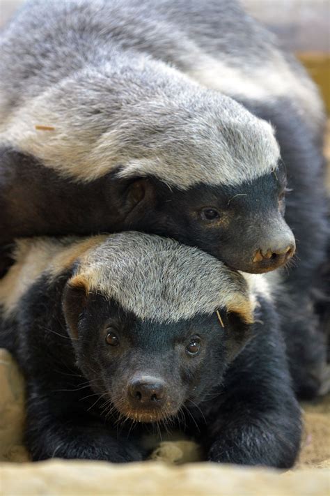 Honey Badgers | Honingdas of Ratel (Mellivora capensis) | Cologne ...