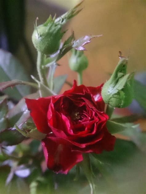 Dark Red Roses for Beautiful Gardens