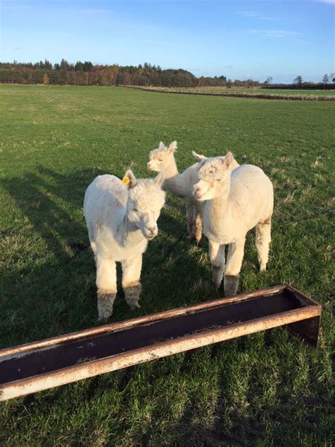 Meet Boggis Bunce And Bean Brackla Farm Free Range Eggs