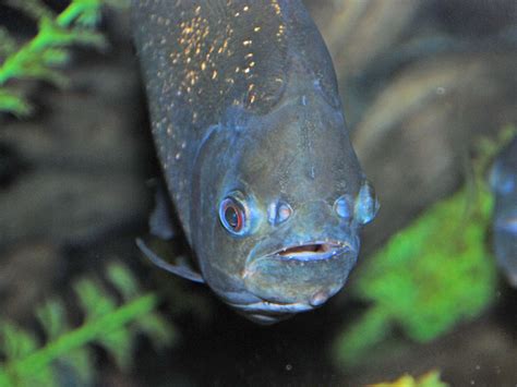 The Online Zoo Red Bellied Piranha