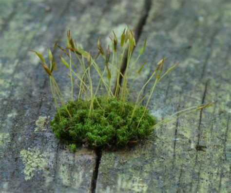 7 harte Fakten über Porno vs echtem Sex Eric Oliver Mächler