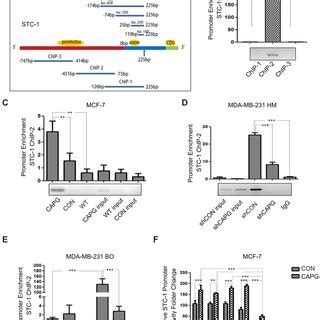 CAPG Is Involved In The Activation Of STC 1 Transcription A The