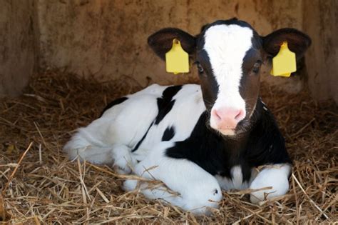 Campaign Returns To Celebrate Dairy Calf Strategy Progress Uk