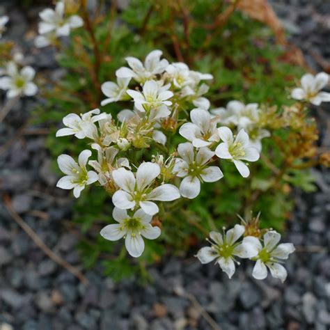 Saxifragas (Saxifraga) - PictureThis