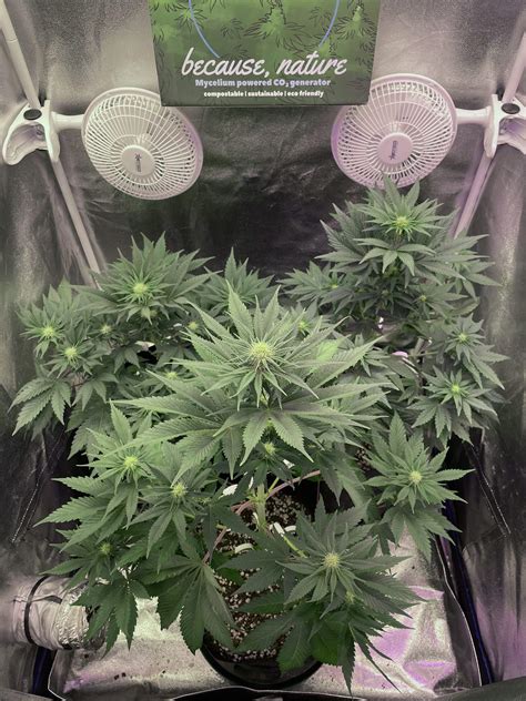 Ethos Genetics Crescendo Rbx Grow Diary Journal Week By