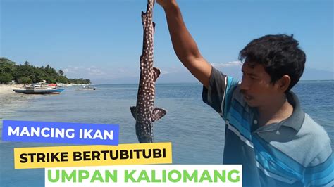 Strike Mancing Ikan Laut Bertubi Tubi Dengan Umpan Kali Omang YouTube