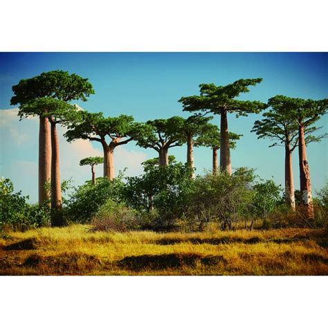 YongFoto 1 5x1m Polyester Foto Hintergrund Baobab Alley Madagaskar