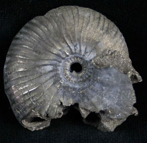 Pyritized Ammonite From Russia 14 7284 For Sale