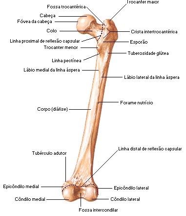 Nome Do Osso Da Perna - OSSOS DA PERNA | Anatomia do Fêmur, Tíbia, Fíbula e Rótula