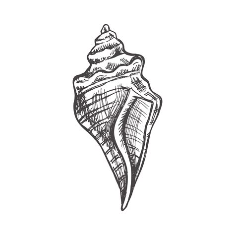 conch shell drawing 4