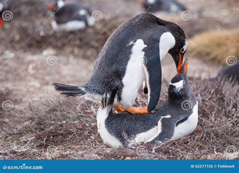 Gentoo Penguins (Pygoscelis Papua) Mating. Stock Photo - Image: 62577155