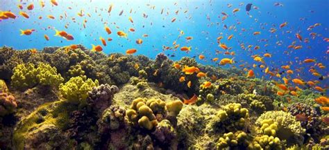 Відкрийте для себе 10 найбільших морів світу: Подорож морями світу