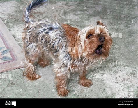 yorkshire terrier dog barking Stock Photo - Alamy