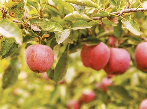 Sincronización Perfecta con América Latina Redagrícola