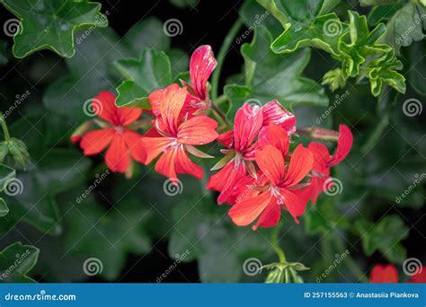 Flores Rojas De Coral En Hojas Verdes Profundas Imagen De Archivo