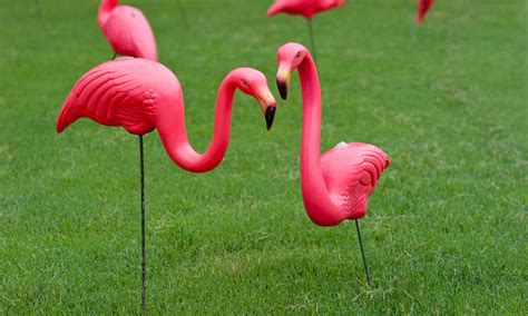 Inventor of the Plastic Pink Flamingo Passes Away - Baltimore Magazine