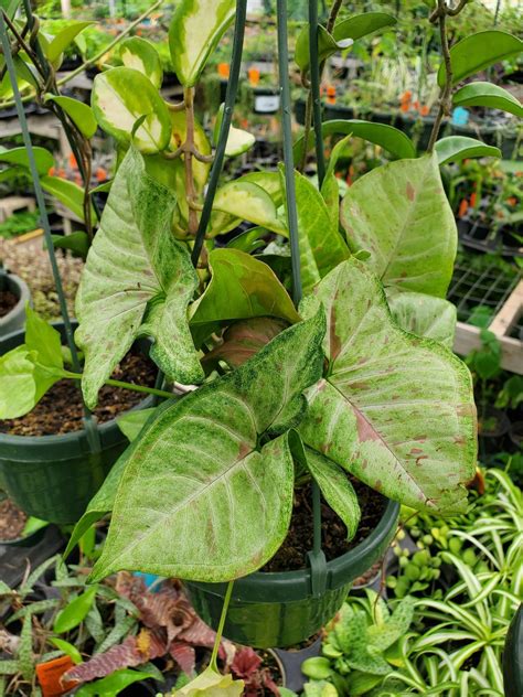 Syngonium podophyllum --Confetti Arrowhead Vine- - Lone Star Gardening