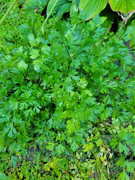 Am I crazy or does this look like cilantro? Or is there a weed that