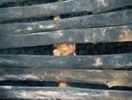 Irene Papas Nude Pics Videos Sex Tape