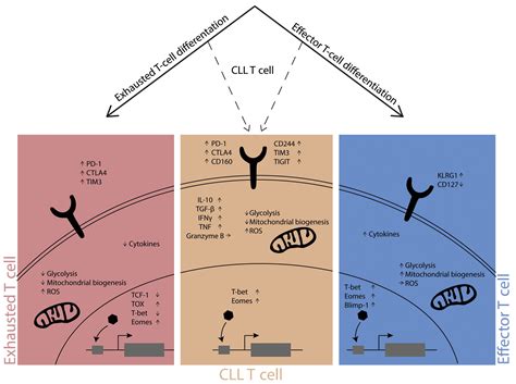 cell dysfunction  chronic lymphocytic leukemia   epigenetic