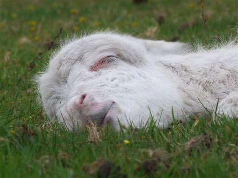 Adorable Sleeping Snow Baby Donkey
