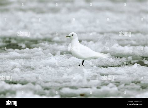 Sirmilik national park, wildlife hi-res stock photography and images ...