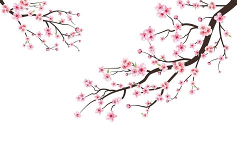 Cherry blossom branch with sakura flower. Watercolor cherry blossom vector. Pink sakura flower ...