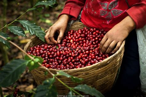 awl-images.com - El Salvador / El Salvador, Coffee Picker, Full Basket