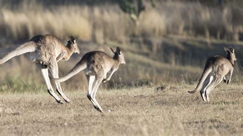 kangaroo animals   wild