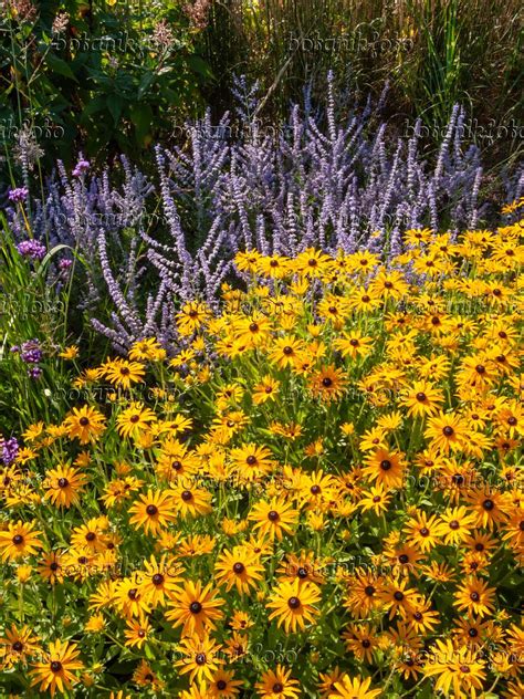 Image Orange Cone Flower Rudbeckia Fulgida Var Deamii And Russian