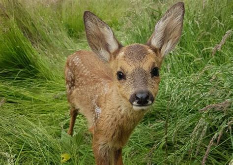 RSPCA called after adorable fawn found in Suffolk garden