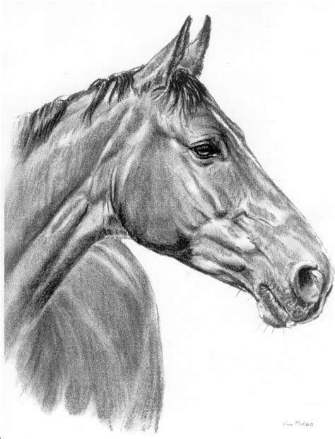 Tierporträts « Claus Rabba | Wie man pferde zeichnet, Pferde kopf