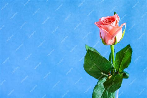 Premium Photo Single Fresh Pink Rose Flower On Blue Background