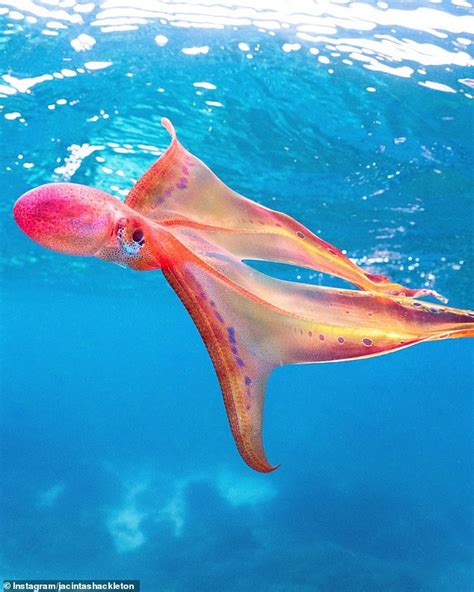 Rare 'rainbow-hued' blanket octopus tis spotted twirling through the ...