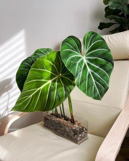 How To Grow Philodendron Gloriosum Philodendron Gloriosum Care