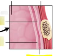 Visceral and parietal pleura Diagram | Quizlet