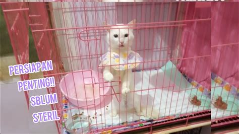 Persiapan Penting Sebelum Steril Kucing Jantan Kucing Disunat Youtube