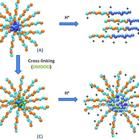 (A) Micelles from autoassembly of the amine-containing amphiphilic ...