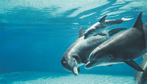 secret garden dolphin habitat