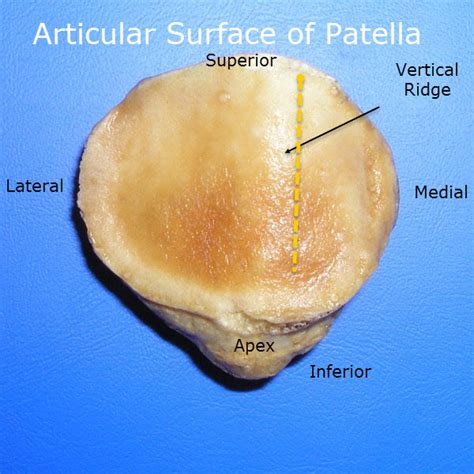 Patella Fractures Presentation and Treatment | Bone and Spine