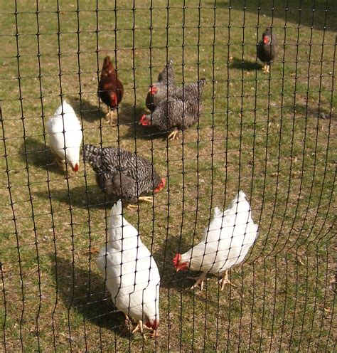 Breeding Sex Links Third Generation BackYard Chickens Learn How To Raise Chickens
