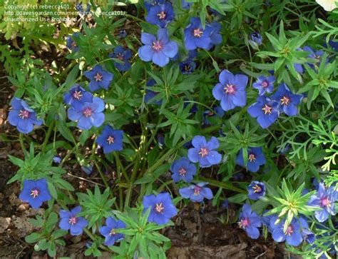 Plantfiles Pictures Blue Pimpernel Flaxleaf Pimpernel Gentian Blue