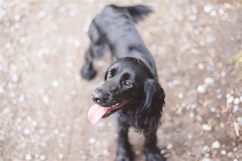 The Bath Arms at Longleat | Steph & The Spaniels: Dog Friendly ...