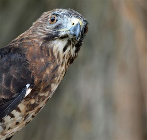 Broad Winged Hawkview Larger On Black Michele Thorsteinson Flickr